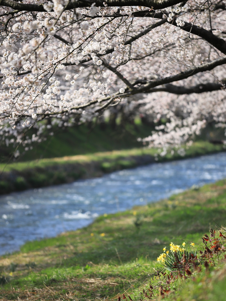 朝日町舟川べり