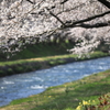 朝日町舟川べり