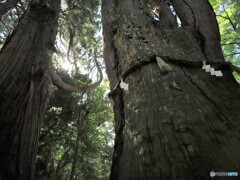 ご神木 白山神社