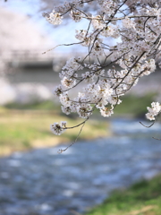 桜・小川・橋