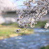 桜・小川・橋