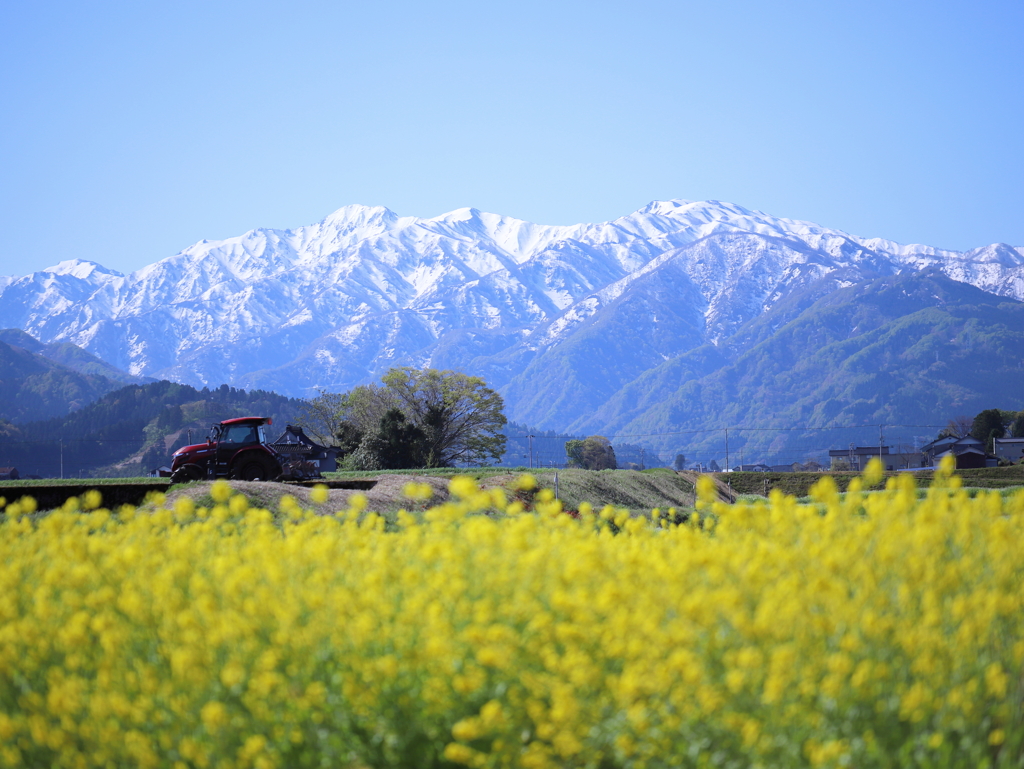 朝日岳、トラクター、菜の花