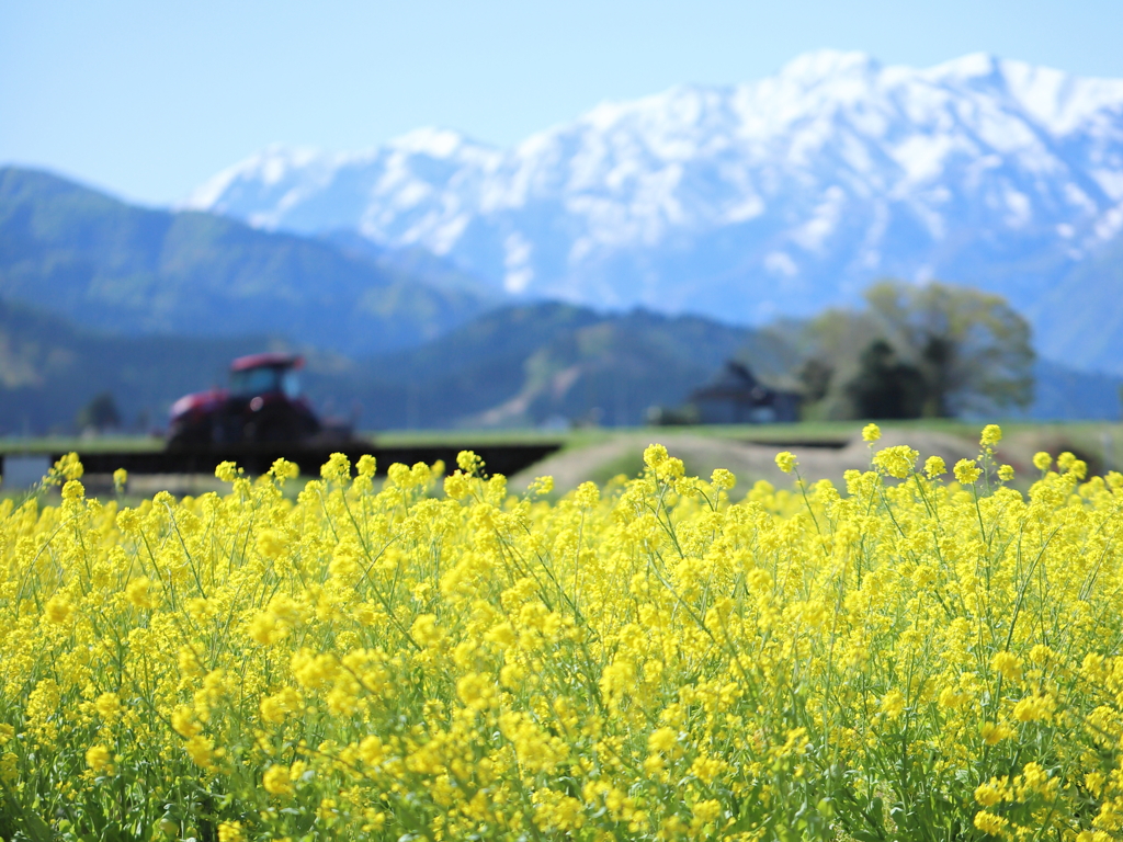 朝日岳、トラクター、菜の花.2