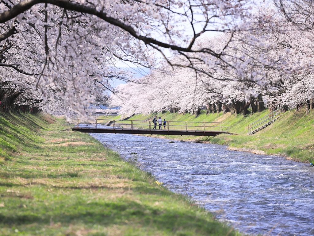 春の舟川