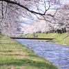 春の舟川
