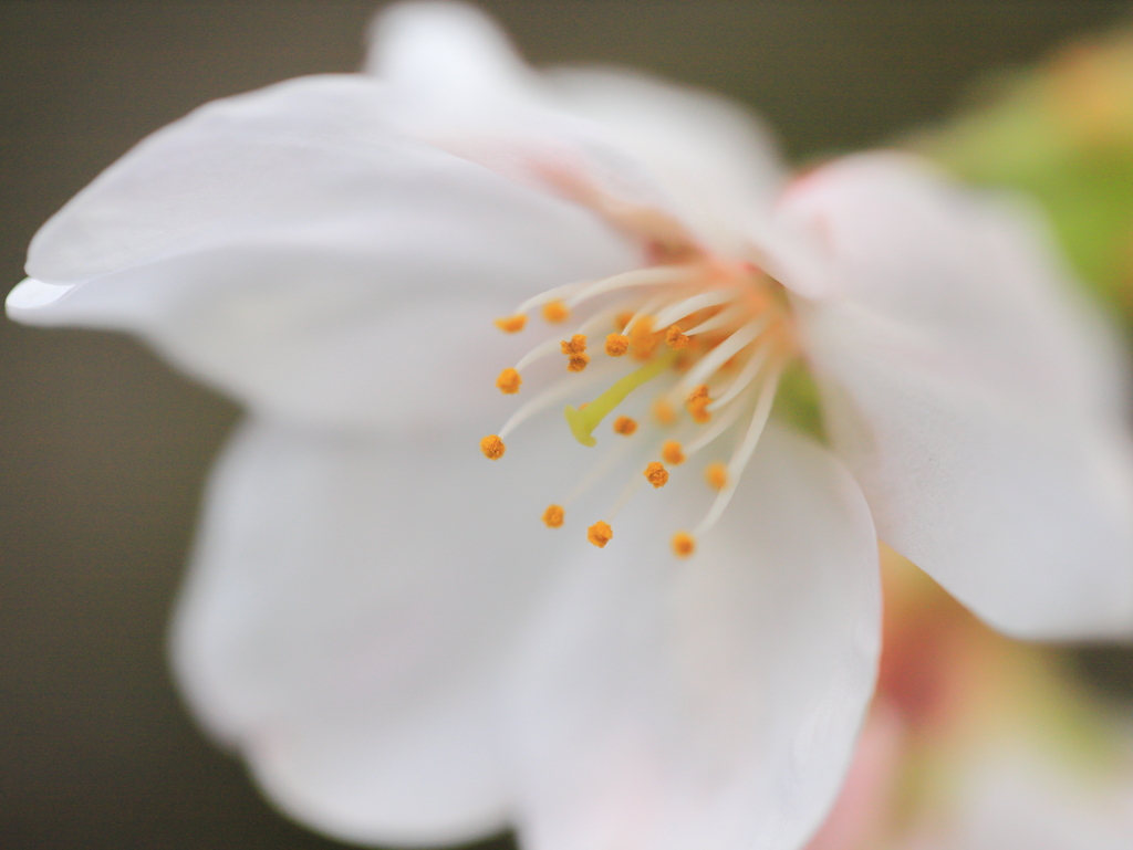 さくら花