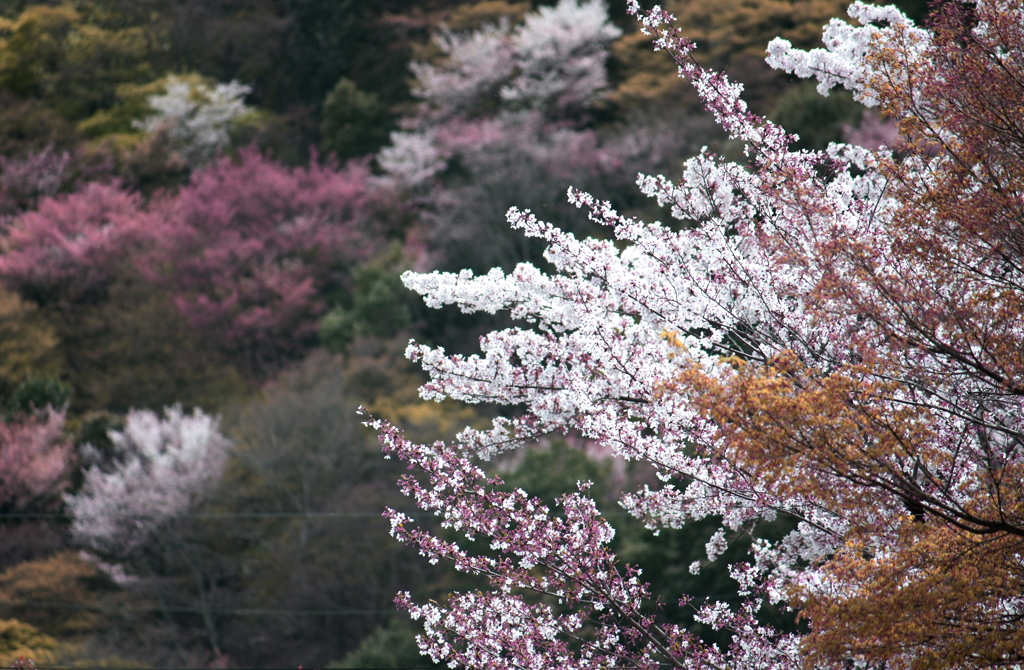 嵐山の桜