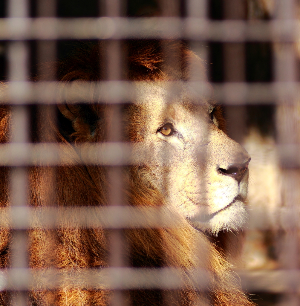 百獣の王