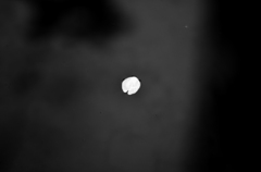 DM106