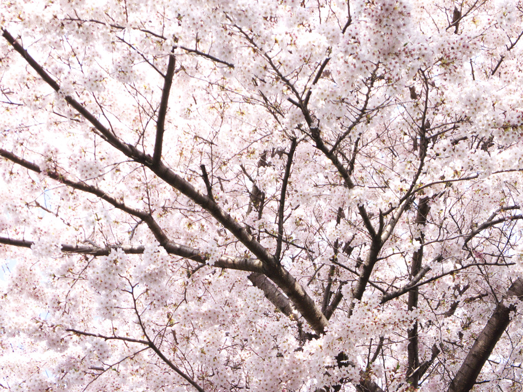 2011_04_sakura