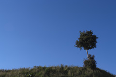 Blue_sky_Tree