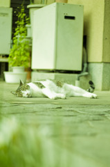 だつりょく