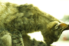 猫