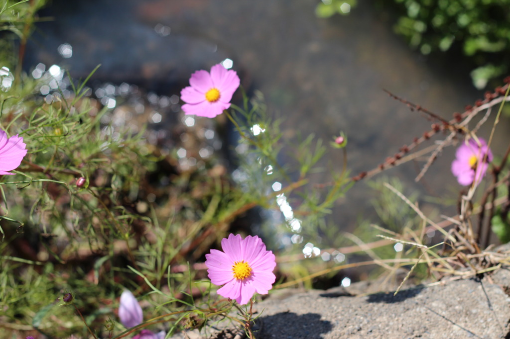 秋桜