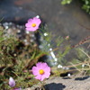 秋桜