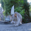 猫一匹、街をゆく