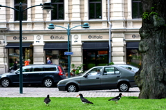 Urban birds