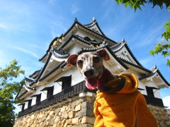 愛犬と彦根城