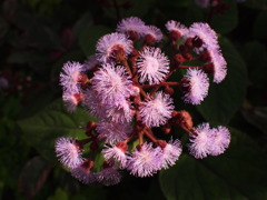 地上の花火