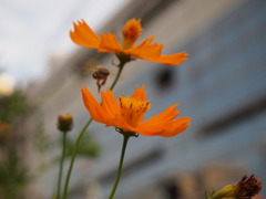 蜂花