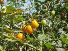 夏の実り①