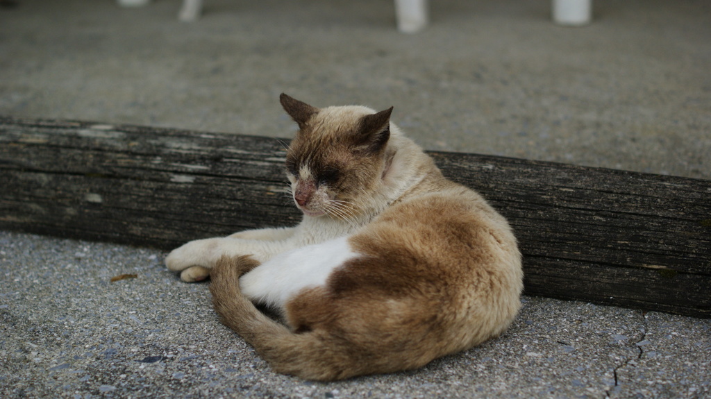 久高島の幸せにゃんこ