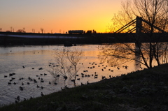 水鳥の居る夕景