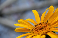 ひまわりと観覧車