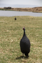 ホロホロ鳥