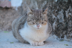 ご利益ありそうな顔して寝てる猫