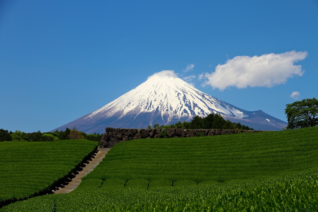 茶畑と富士