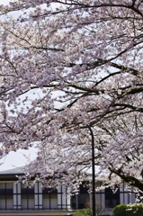 桜