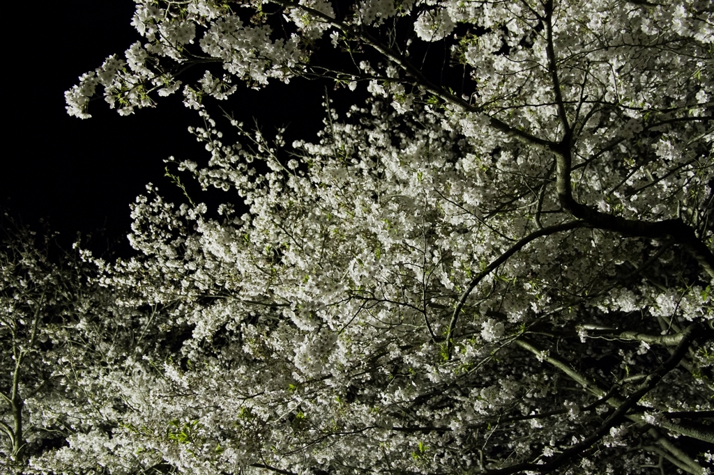 夜桜