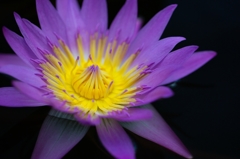 Mont Blanc aux marrons Flower