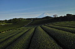 グリーンカーペット