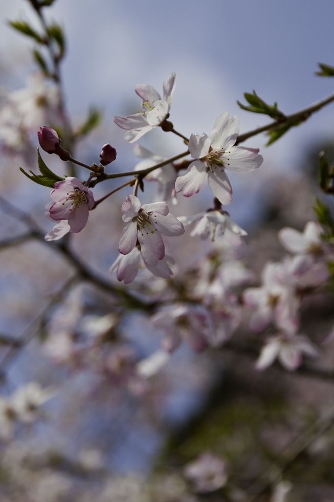 桜