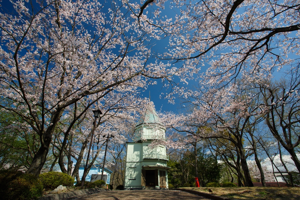 桜