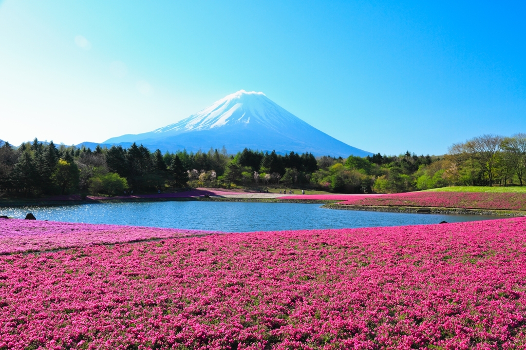 富士と芝桜