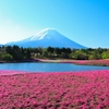 富士と芝桜