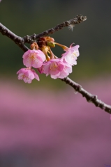 桜・咲く頃