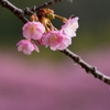 桜・咲く頃