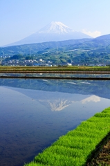 田植えの頃
