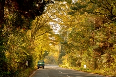 朝日あたる林道