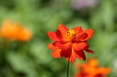 夏日ﾆ負ｹｽﾞ