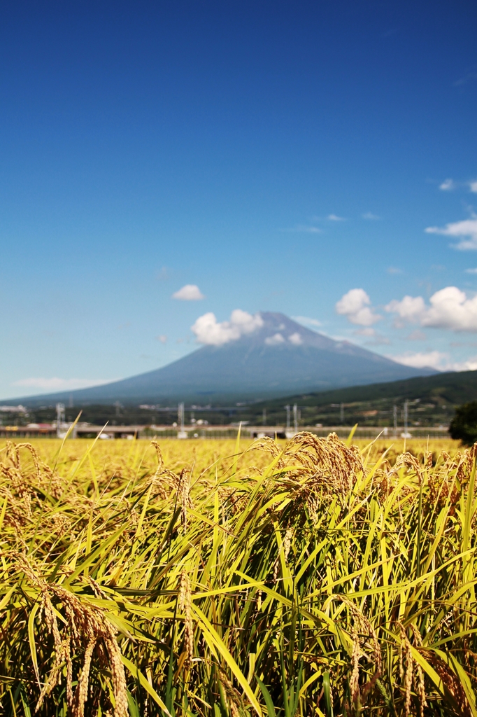 稲穂