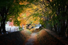 Fall nip in the air