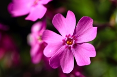 Phlox subulata