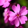 Phlox subulata