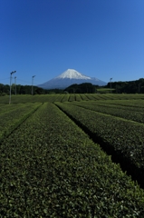 富士に続く緑絨毯
