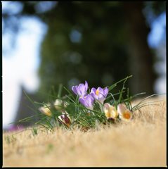 クロッカスの丘